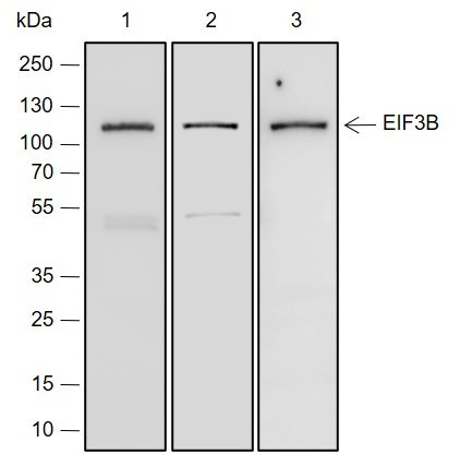Anti-Recombinant eIF3B, clone A212