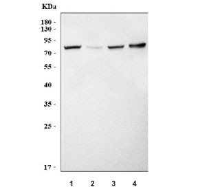 Anti-Smpd1 / Acid sphingomyelinase / aSMase