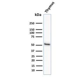 Anti-KRT15 / Cytokeratin 15, clone KRT15/2958