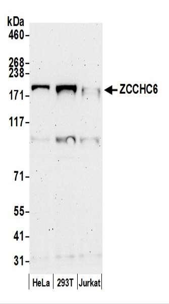 Anti-ZCCHC6