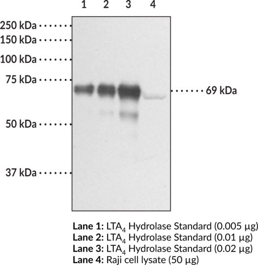 Anti-Leukotriene A4 Hydrolase