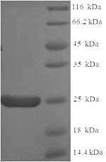 Apolipoprotein C-II (APOC2), human, recombinant
