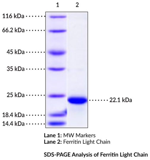 Ferritin Light Chain (human, recombinant)