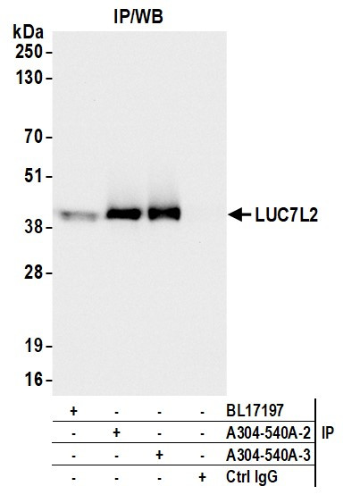 Anti-LUC7L2