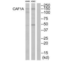 Anti-CHAF1A
