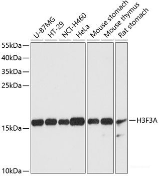 Anti-Histone H3.3