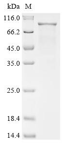 Segment polarity protein dishevelled homolog DVL-1 (DVL1), human, recombinant