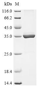 Nodulation protein H (nodH), Rhizobium meliloti, recombinant