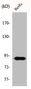 Anti-TCEB3