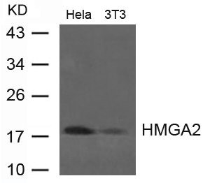Anti-HMGA2