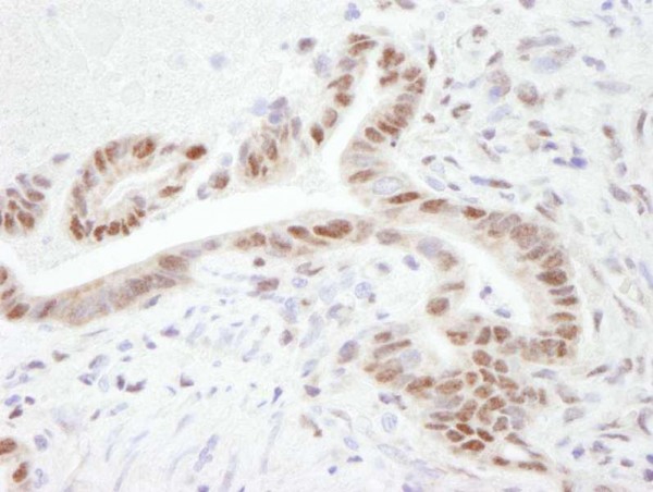 Anti-PGC-1 (IHC)