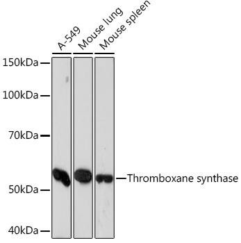 Anti-Thromboxane synthase