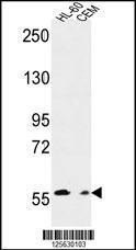 Anti-MILK2, CT (MICALL2, MICAL-like protein 2)