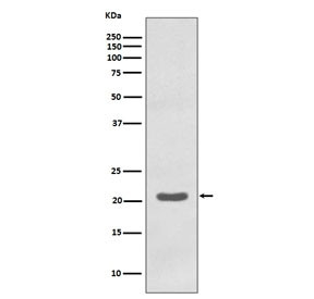 Anti-MTCO2, clone FHI-13