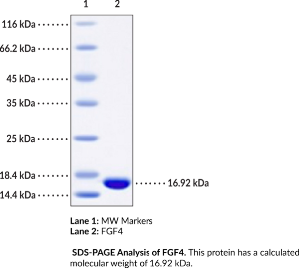 FGF4 (human, recombinant)