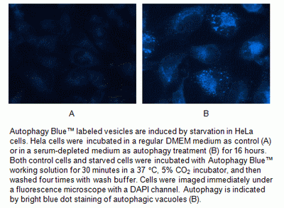 Cell Meter(TM) Autophagy Assay Kit