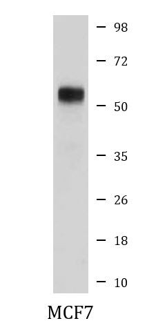 Anti-Retinoic Acid Receptor alpha