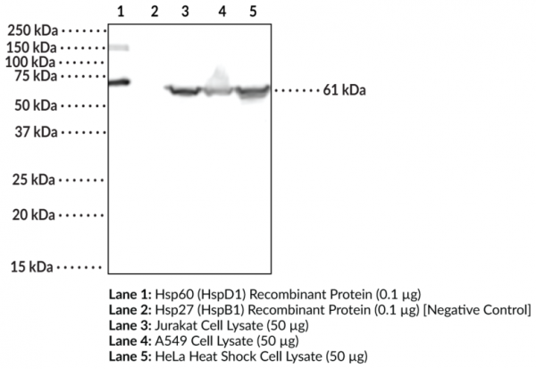 Anti-Hsp60 (HspD1)