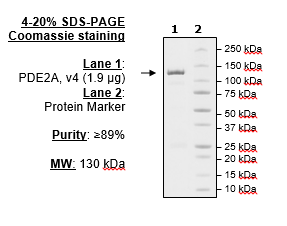 PDE2A V4 (Mouse), GST-tag
