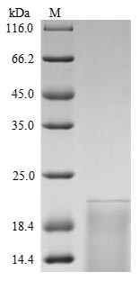Thyrotropin subunit beta (Tshb), rat, recombinant