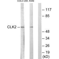 Anti-CLK2