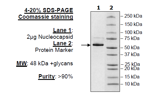 Nucleocapsid Protein, Avi-His-tag (SARS-CoV-2)