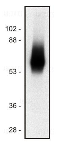 Anti-TRIM / TRAT1 Monoclonal Antibody (Clone:TRIM-04)