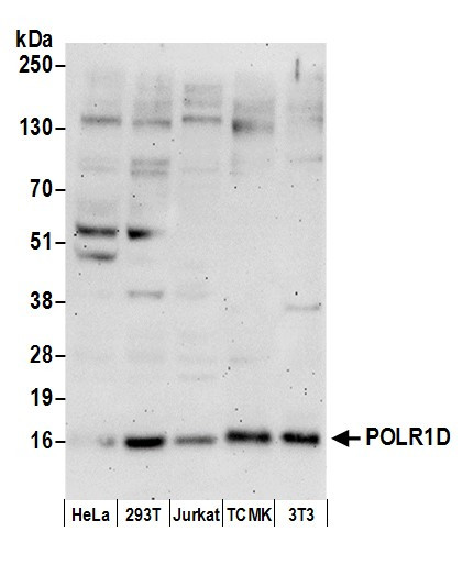 Anti-POLR1D