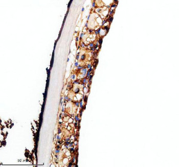 Anti-Zebrafish Vangl2 / Vang-like protein 2
