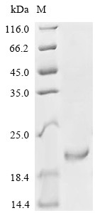 Growth/differentiation factor 5 (GDF5), human, recombinant