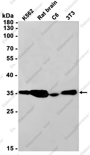 Anti-Recombinant PP2A alpha/beta, clone C113047