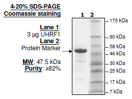 UHRF1 (108-286), GST-tag, human recombinant protein