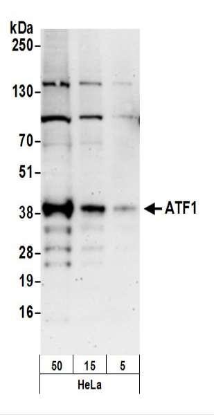 Anti-ATF1