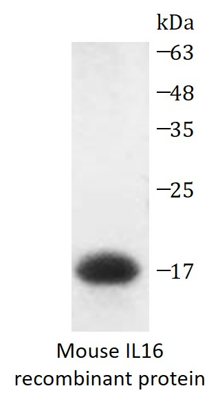 Mouse IL16 recombinant protein (His-tagged)