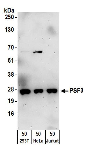 Anti-PSF3