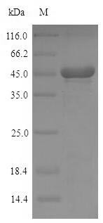 Pyridoxal phosphate phosphatase (Pdxp), mouse, recombinant