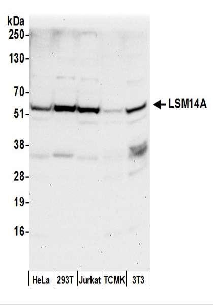 Anti-LSM14A/RAP55