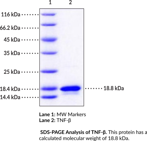 TNF-beta (human, recombinant)