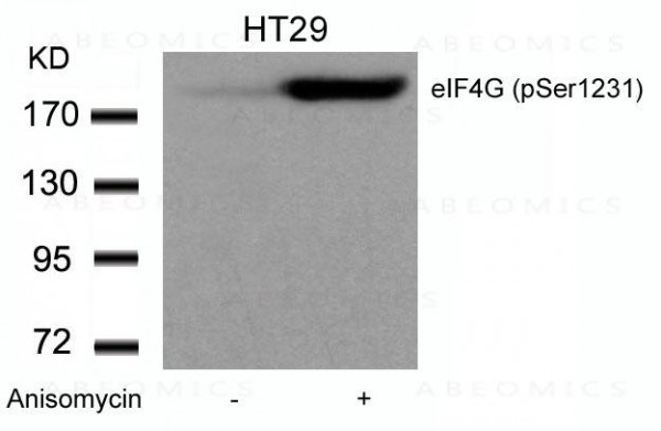 Anti-eIF4G (phospho-Ser1231)