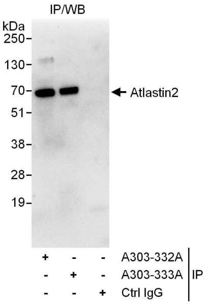 Anti-Atlastin2