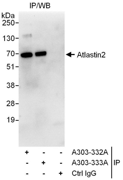 Anti-Atlastin2