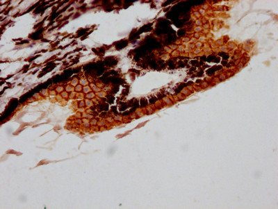 Anti-RPE65 Recombinant Monoclonal, clone 7B10