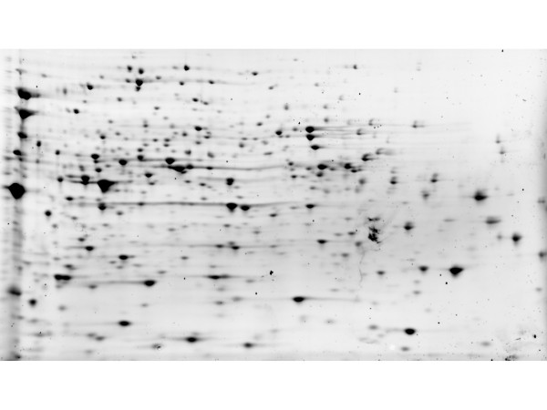 E.coli Host Cell Protein Control Protein (HCP)