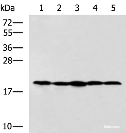 Anti-RPS11