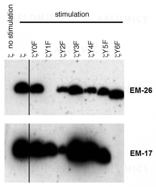 Anti-phospho-CD3 zeta (Tyr153) Monoclonal Antibody (Clone:EM-17)