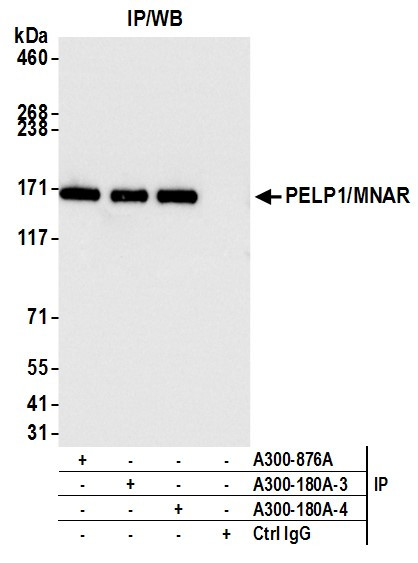 Anti-PELP1/MNAR