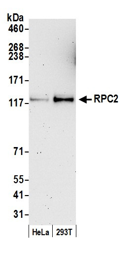 Anti-RPC2