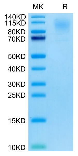 Cynomolgus CD43 Protein