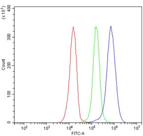 Anti-HS2ST1 / Heparan sulfate 2-O-sulfotransferase