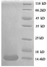 C-C motif chemokine 24 (CCL24), human, recombinant